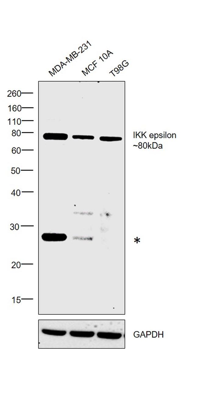 IKK epsilon Antibody in Western Blot (WB)