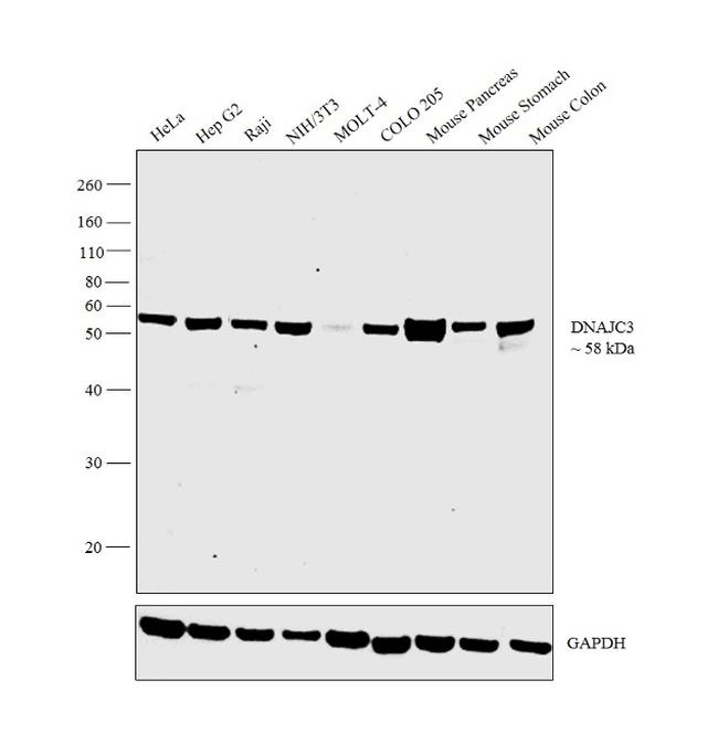 DNAJC3 Antibody in Western Blot (WB)