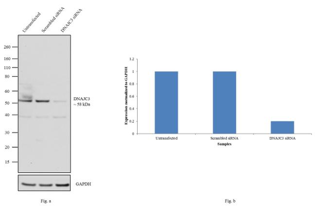 DNAJC3 Antibody in Western Blot (WB)