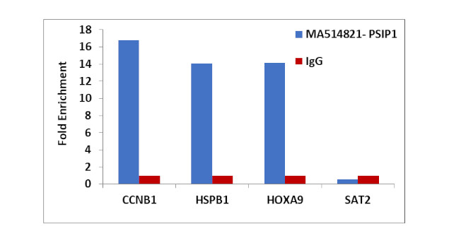 PSIP1 Antibody