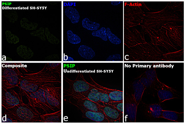 PSIP1 Antibody