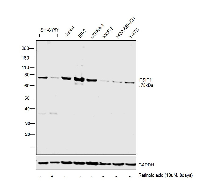 PSIP1 Antibody