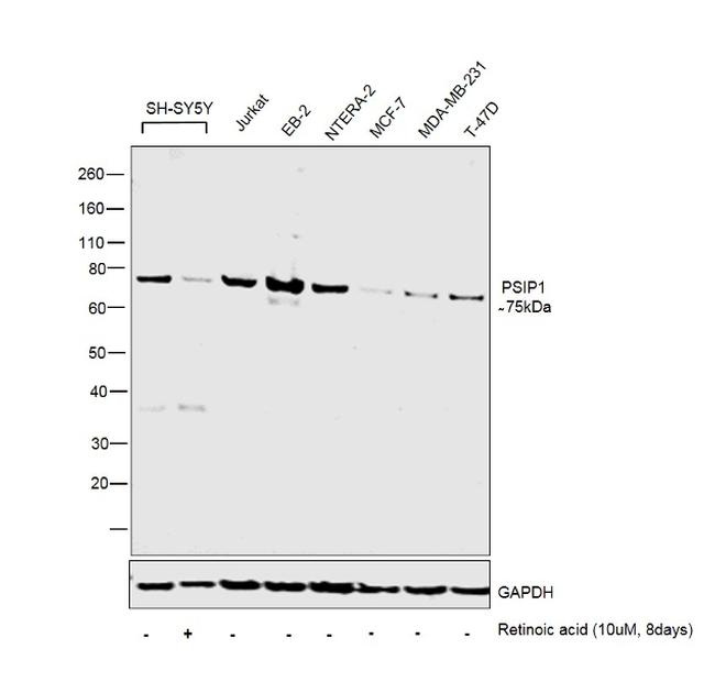 PSIP1 Antibody in Western Blot (WB)