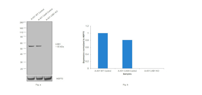 LKB1 Antibody