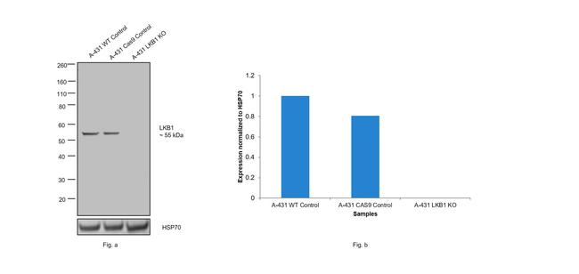 LKB1 Antibody in Western Blot (WB)