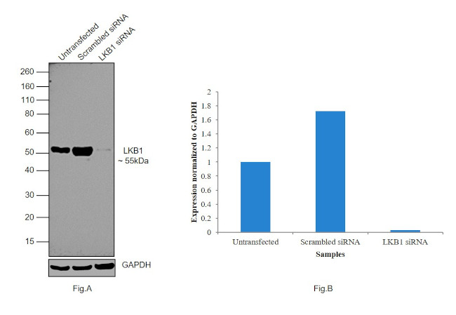 LKB1 Antibody