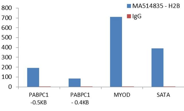 Histone H2B Antibody