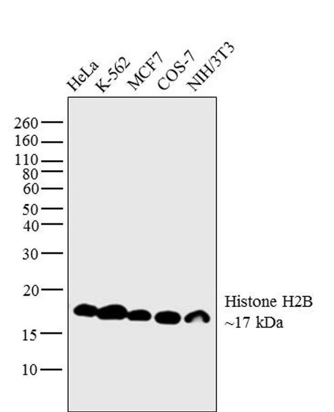 Histone H2B Antibody in Western Blot (WB)