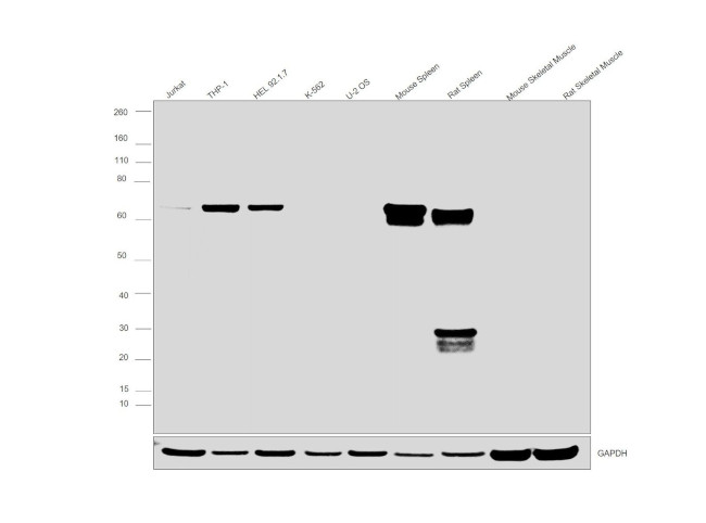 SHP-1 Antibody