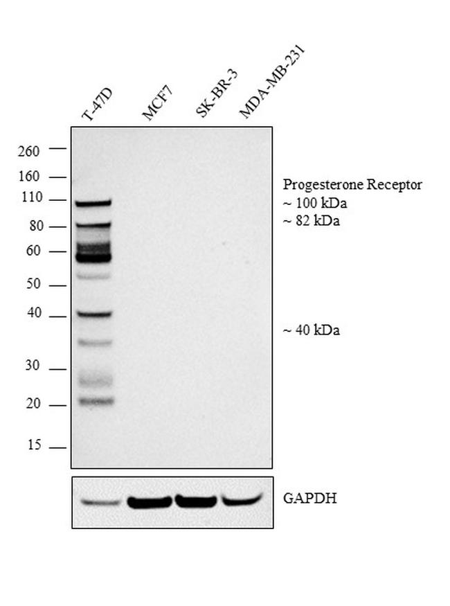 Progesterone Receptor Antibody in Western Blot (WB)