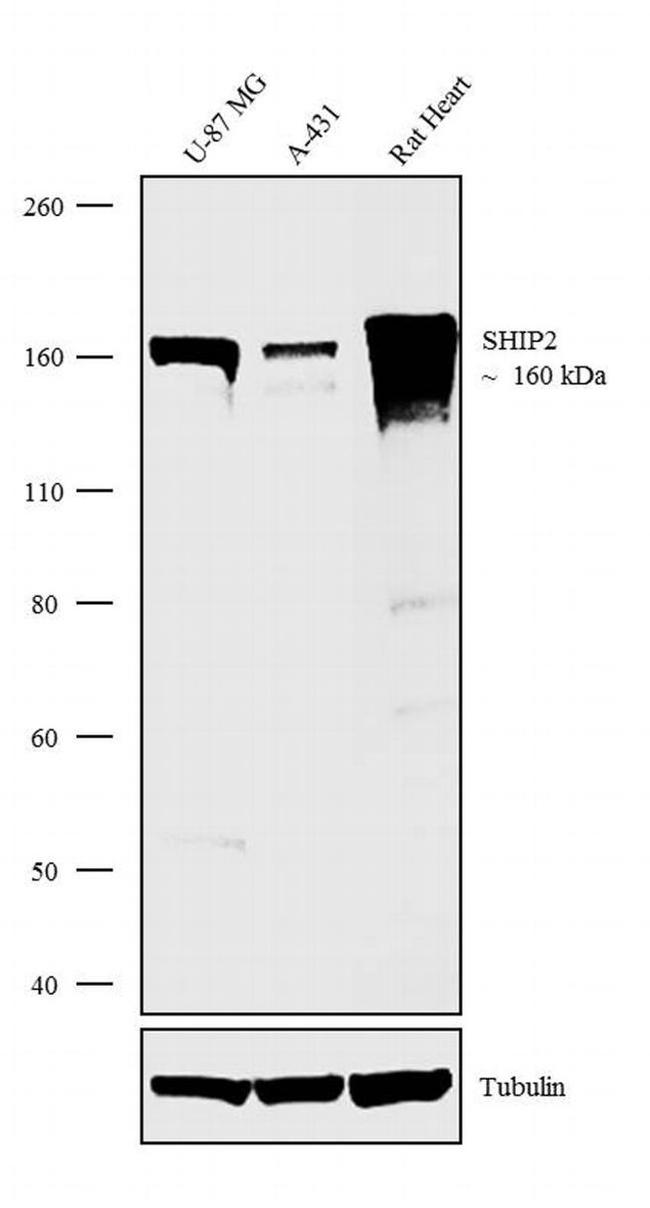 SHIP2 Antibody in Western Blot (WB)