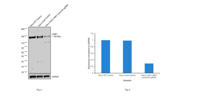 c-Met Antibody in Western Blot (WB)