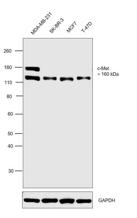 c-Met Antibody