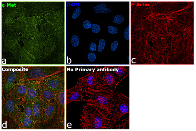 c-Met Antibody in Immunocytochemistry (ICC/IF)