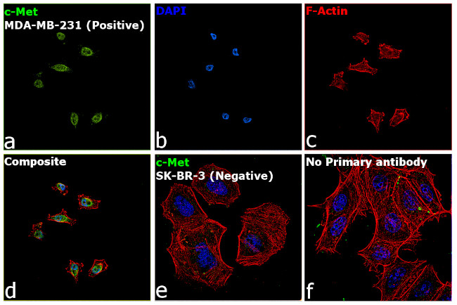 c-Met Antibody in Immunocytochemistry (ICC/IF)