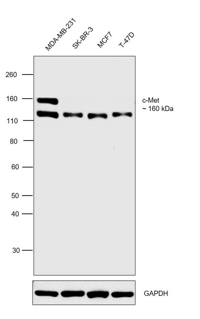 c-Met Antibody in Western Blot (WB)