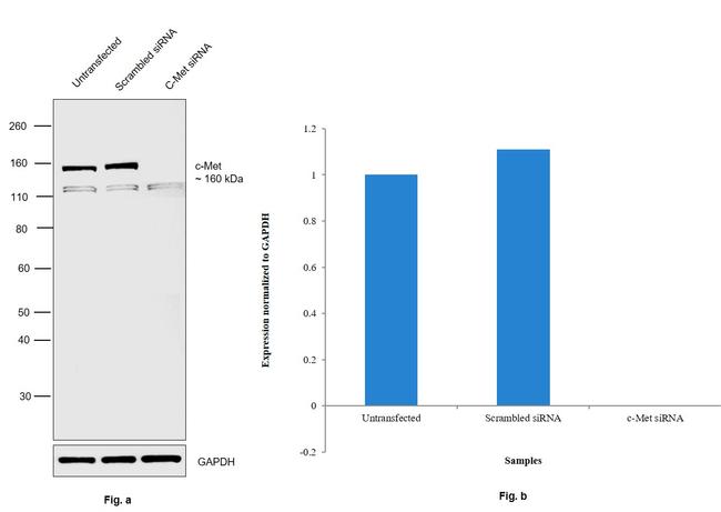 c-Met Antibody in Western Blot (WB)