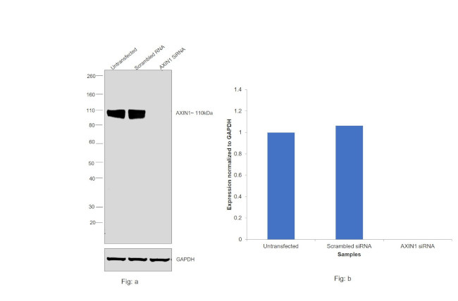 AXIN1 Antibody