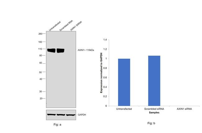 AXIN1 Antibody in Western Blot (WB)