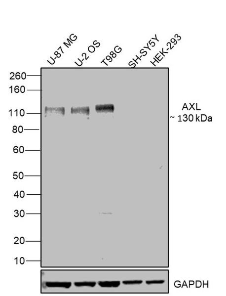 Axl Antibody