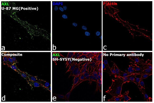 Axl Antibody in Immunocytochemistry (ICC/IF)