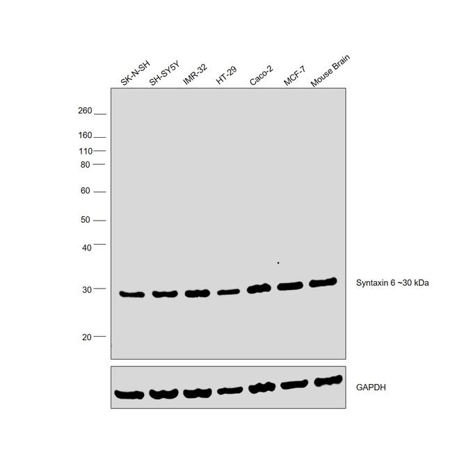 Syntaxin 6 Antibody in Western Blot (WB)