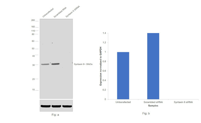 Syntaxin 6 Antibody