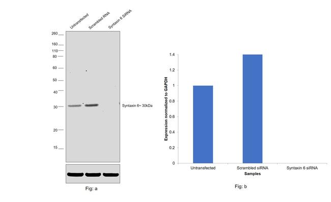 Syntaxin 6 Antibody in Western Blot (WB)