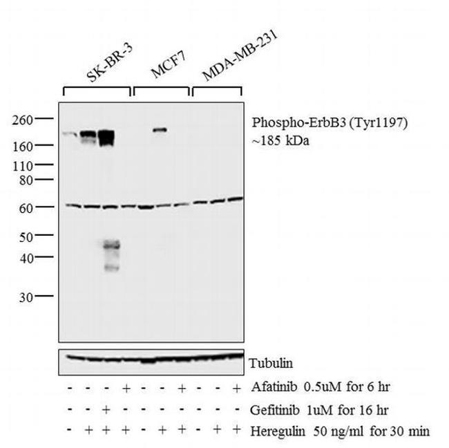 Phospho-ErbB3 (Tyr1197) Antibody in Western Blot (WB)