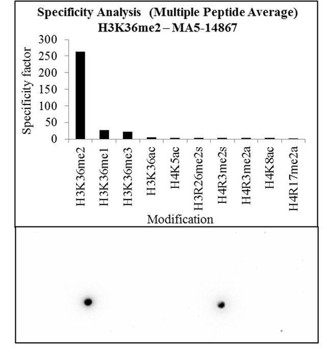 H3K36me2 Antibody