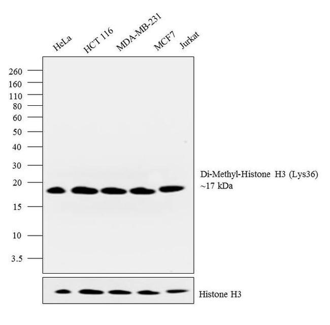 H3K36me2 Antibody in Western Blot (WB)