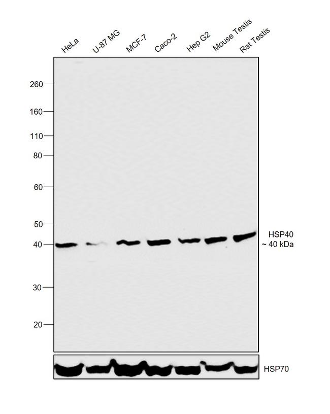 HSP40 Antibody in Western Blot (WB)