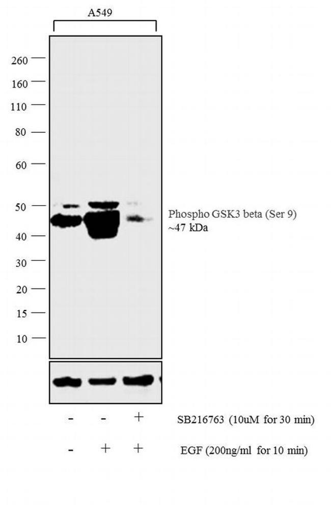 Phospho-GSK3B (Ser9) Antibody in Western Blot (WB)