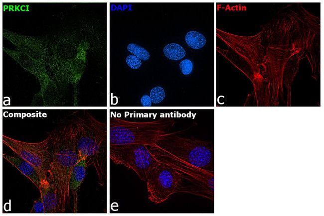 PKC lambda/iota Antibody in Immunocytochemistry (ICC/IF)