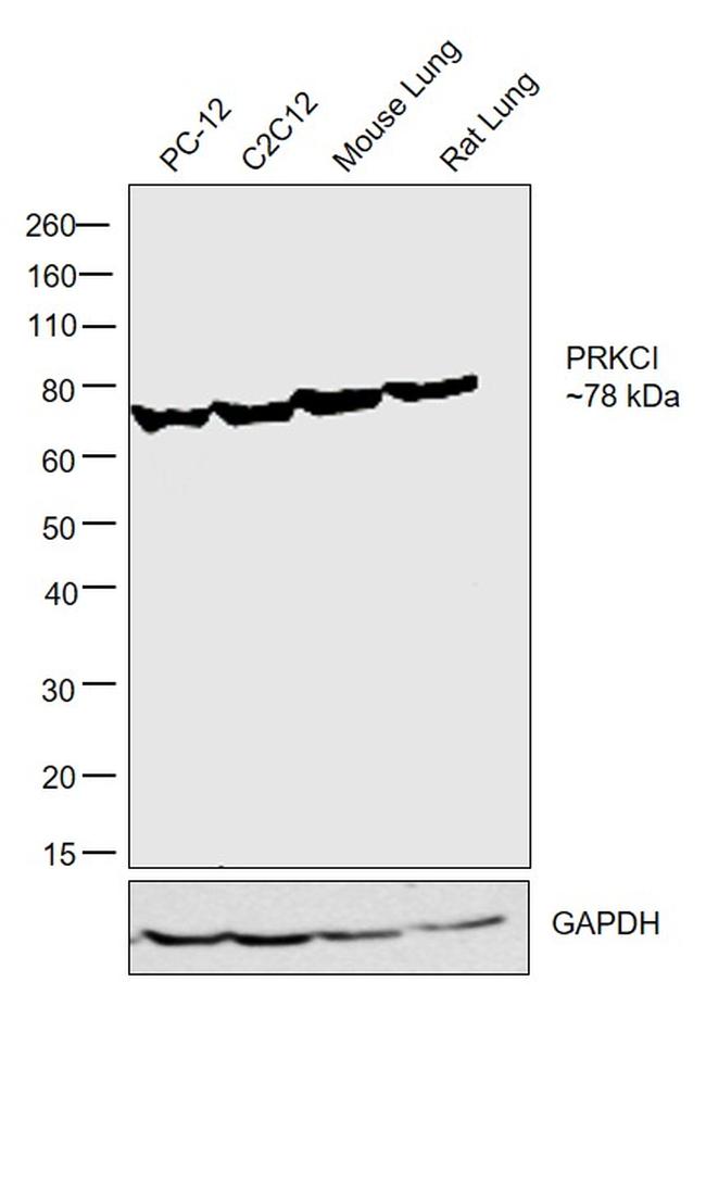 PKC lambda/iota Antibody in Western Blot (WB)