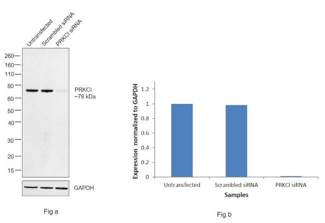 PKC lambda/iota Antibody