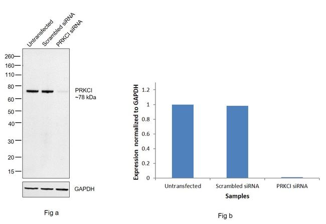 PKC lambda/iota Antibody in Western Blot (WB)