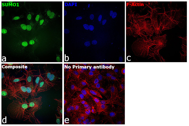 SUMO1 Antibody in Immunocytochemistry (ICC/IF)