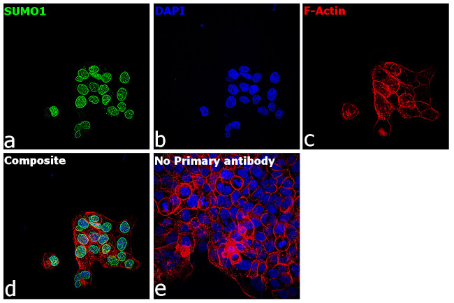 SUMO1 Antibody in Immunocytochemistry (ICC/IF)