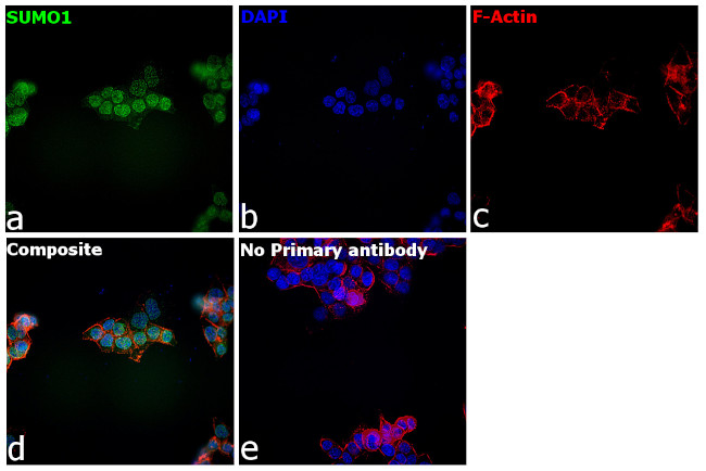 SUMO1 Antibody in Immunocytochemistry (ICC/IF)