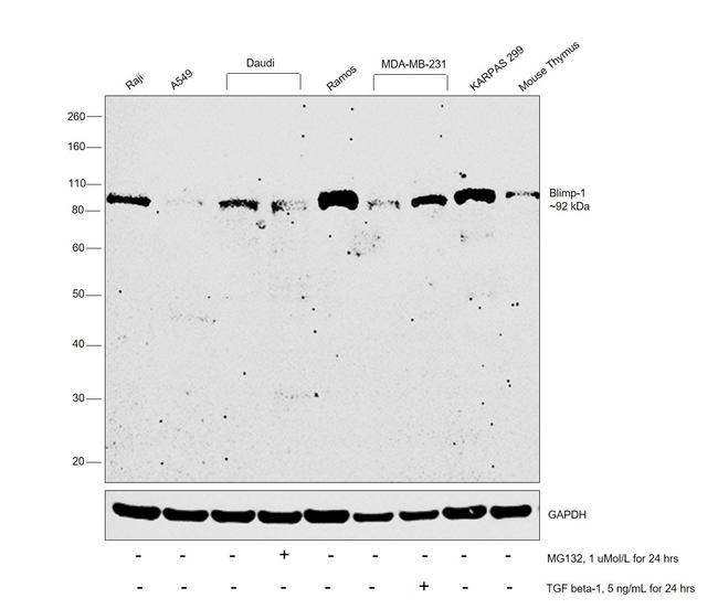 Blimp-1 Antibody in Western Blot (WB)