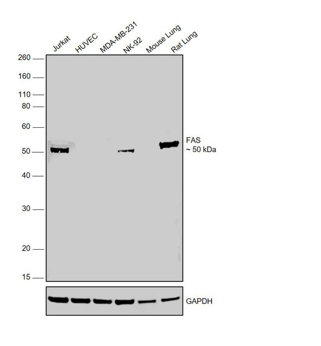 FAS Antibody in Western Blot (WB)