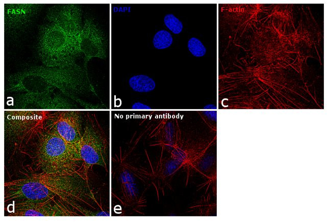 FASN Antibody in Immunocytochemistry (ICC/IF)