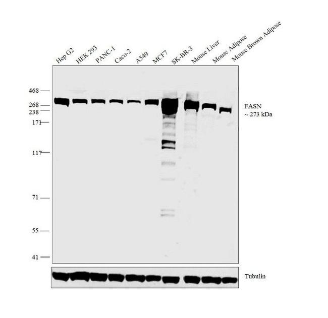 FASN Antibody in Western Blot (WB)