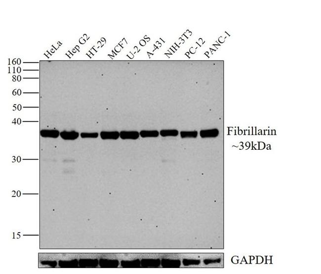 Fibrillarin Antibody in Western Blot (WB)