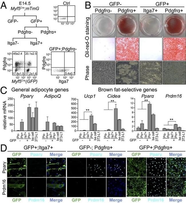 PPAR gamma Antibody in Immunocytochemistry (ICC/IF)