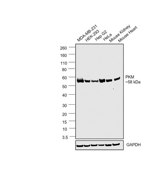 PKM2 Antibody in Western Blot (WB)