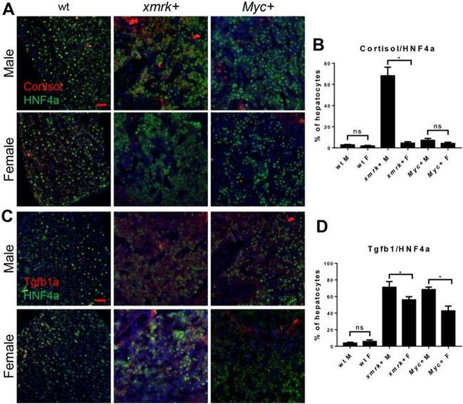 HNF4A Antibody in Immunohistochemistry (IHC)