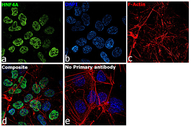 HNF4A Antibody in Immunocytochemistry (ICC/IF)