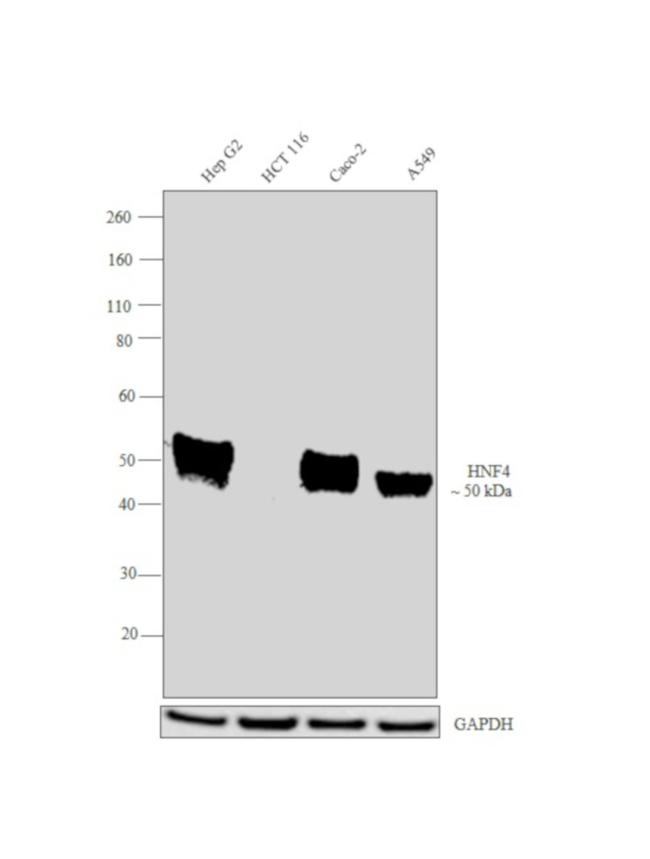 HNF4A Antibody in Western Blot (WB)